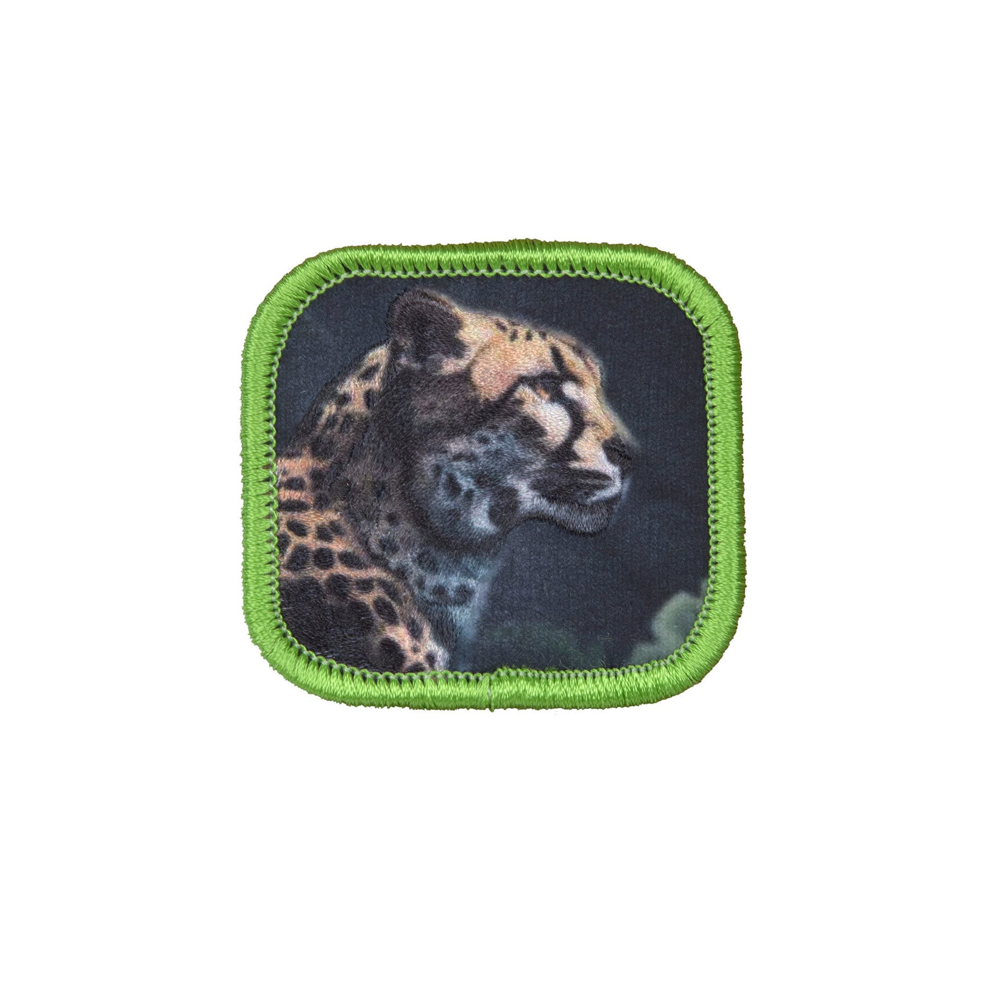 Tier, Gepard, Säugetier, Tierwelt