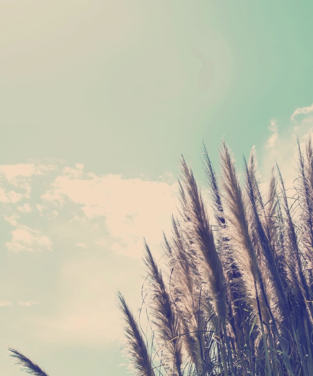 Schilf, Draußen, Himmel, Vegetation, Horizont